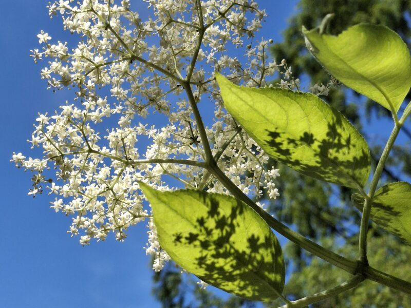 Christin Reimann, Pferdegestütztes Coaching & Coaching in der Natur