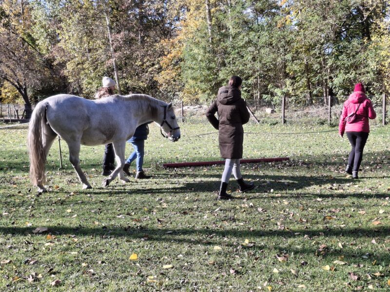Christin Reimann, Pferdegestütztes Coaching & Coaching in der Natur